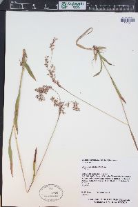 Luzula parviflora image