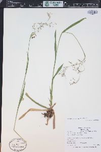 Luzula parviflora image