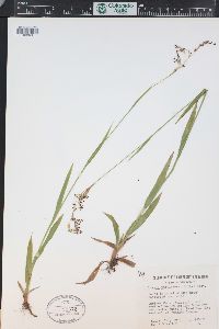 Luzula parviflora image