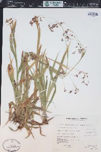 Luzula parviflora image