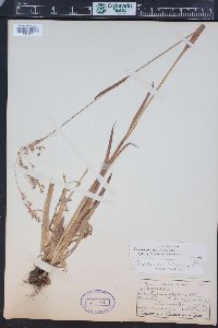 Luzula parviflora image