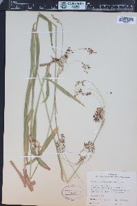 Luzula parviflora image