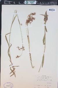 Luzula parviflora image