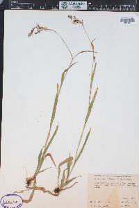 Luzula parviflora image