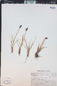 Luzula spicata image