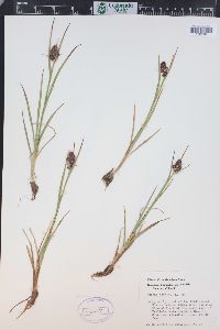 Luzula spicata image