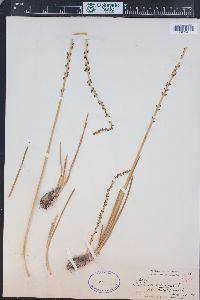 Triglochin maritima image