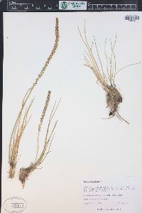 Triglochin maritima image