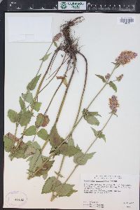 Agastache urticifolia image