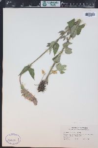 Agastache urticifolia image