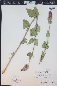 Agastache urticifolia image