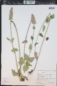 Agastache urticifolia image