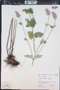 Agastache urticifolia image