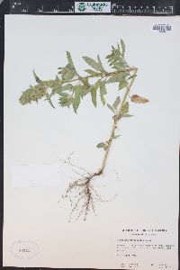 Agastache urticifolia image