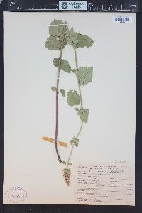 Agastache urticifolia image