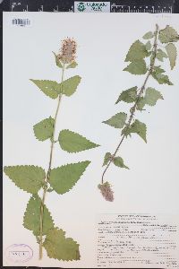 Agastache urticifolia var. urticifolia image