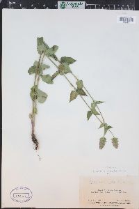 Agastache urticifolia image