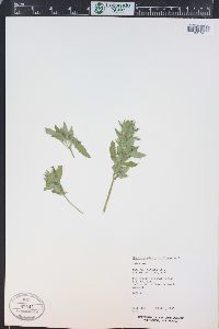 Dracocephalum parviflorum image