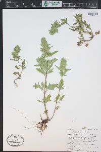 Dracocephalum parviflorum image