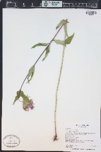 Monarda fistulosa var. menthifolia image