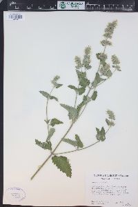 Nepeta cataria image