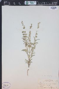 Salvia reflexa image