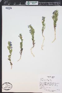 Scutellaria brittonii image