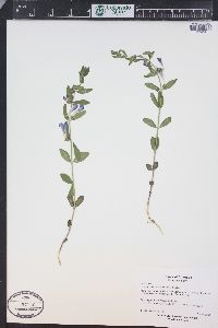 Scutellaria brittonii image