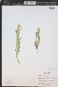 Scutellaria brittonii image