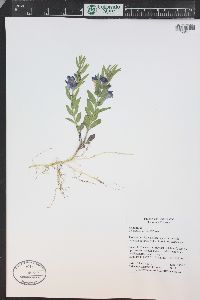 Scutellaria brittonii image