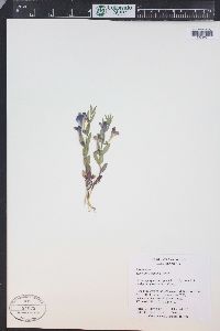 Scutellaria brittonii image