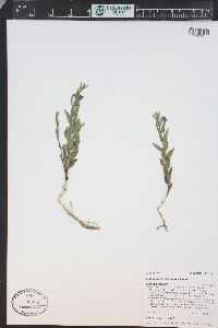 Scutellaria brittonii image