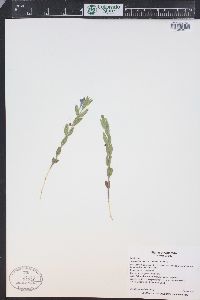 Scutellaria brittonii image