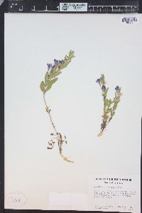 Scutellaria brittonii image