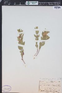 Scutellaria brittonii image