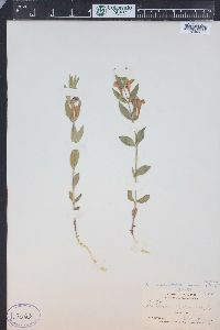 Scutellaria brittonii image