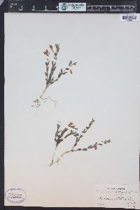 Scutellaria brittonii image