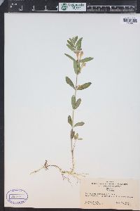 Scutellaria brittonii image