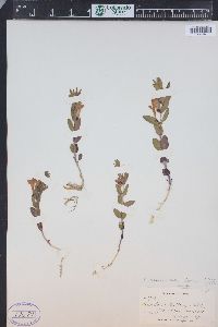 Scutellaria brittonii image