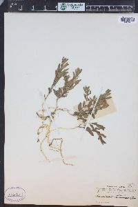 Scutellaria brittonii image