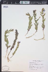 Scutellaria brittonii image