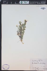 Scutellaria brittonii image