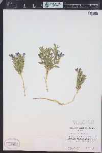 Scutellaria brittonii image