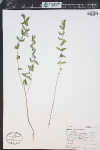 Scutellaria galericulata image