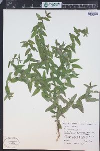 Scutellaria galericulata image