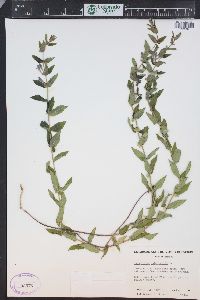 Scutellaria galericulata image