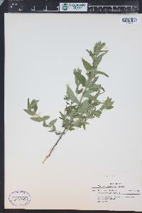 Scutellaria galericulata image