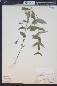 Scutellaria galericulata image