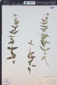 Scutellaria galericulata image