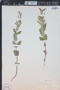 Scutellaria galericulata image